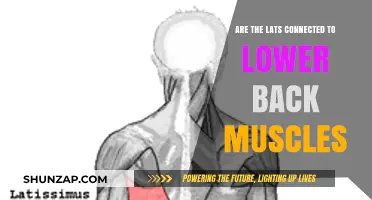 Exploring the Connection: Lats and Lower Back Muscles