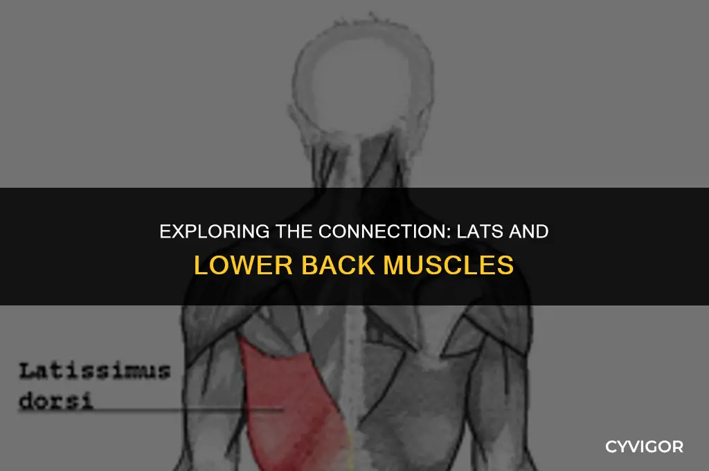 are the lats connected to lower back muscles