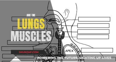 Lungs and Muscles: What's the Connection?