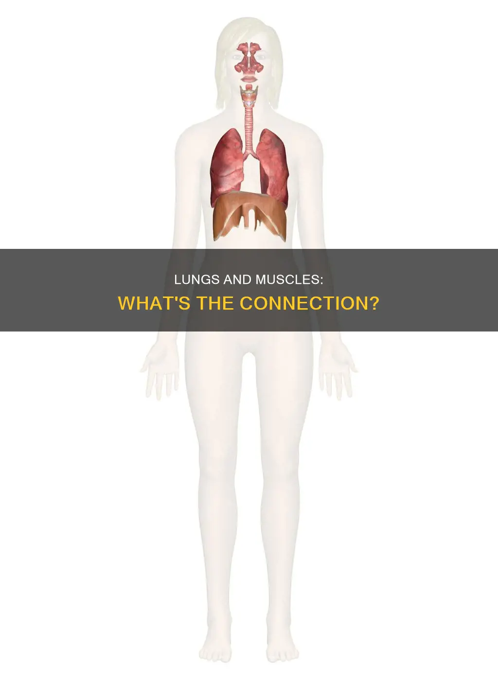 are the lungs muscles
