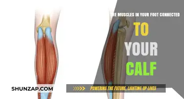 Exploring the Fascinating Connection Between Foot Muscles and Calves