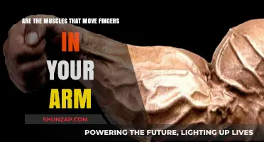 How Arm Muscles Control Finger Movement: A Detailed Explanation