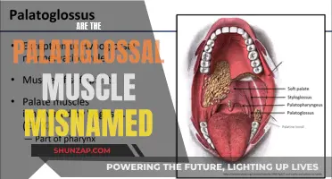 The Misnomer of the Palatoglossal Muscle: A Naming Mystery