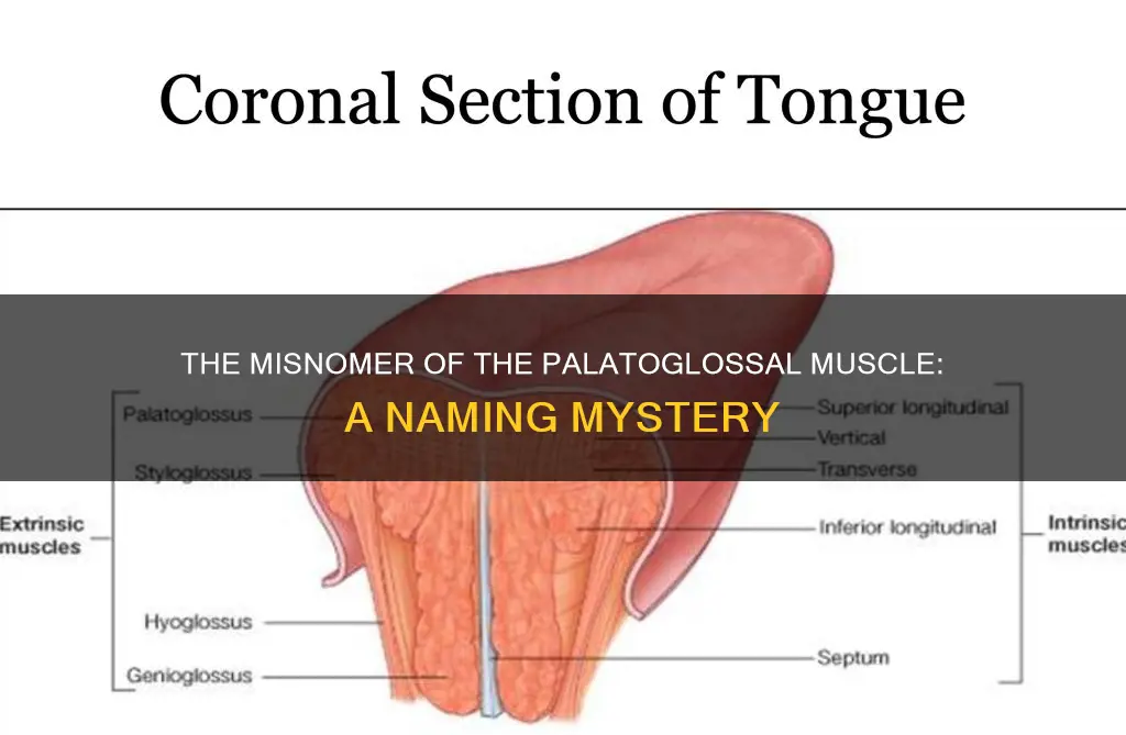 are the palatiglossal muscle misnamed