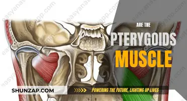Pterygoid Muscles: What, Where, and Why You Should Care