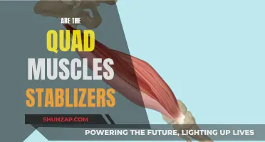 Understanding the Role of Quad Muscles as Stabilizers