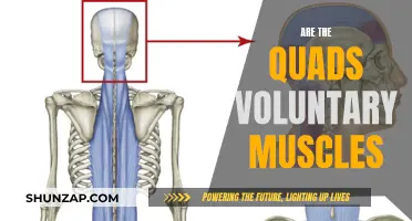 Understanding the Nature of Quad Muscles