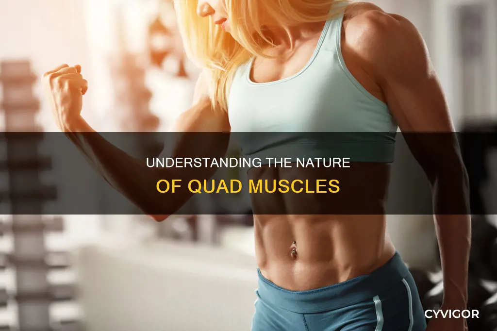 are the quads voluntary muscles
