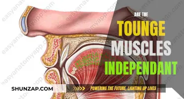 Tongue Muscles: Independent or Interdependent?
