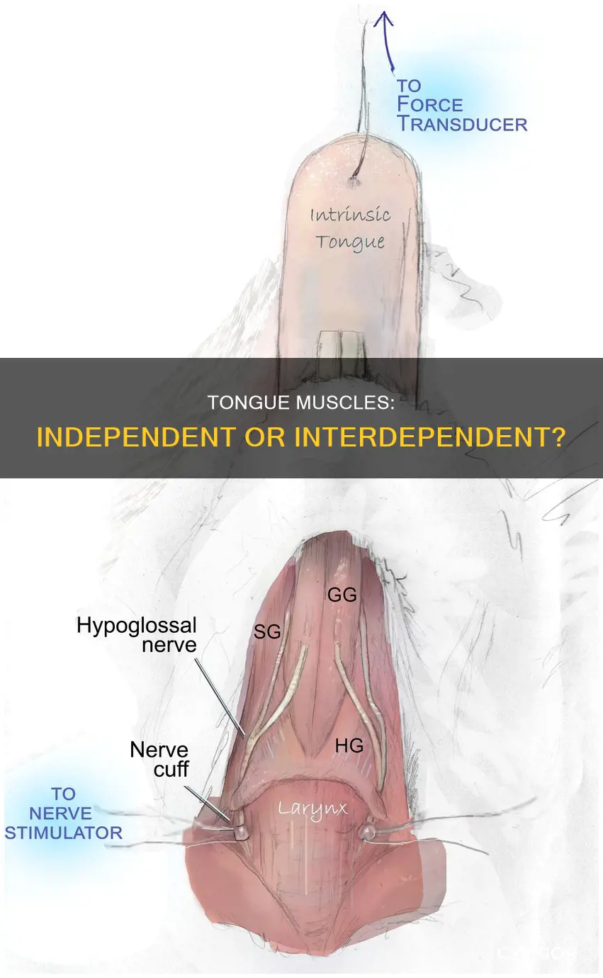 are the tounge muscles independant