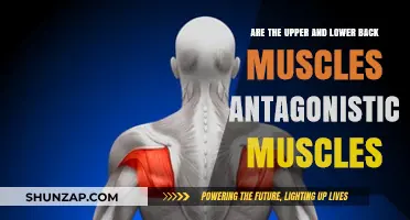 Exploring the Relationship Between Upper and Lower Back Muscles: Are They Antagonistic?