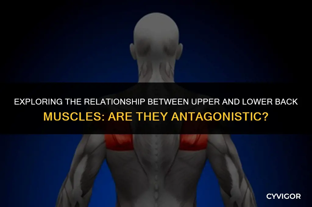are the upper and lower back muscles antagonistic muscles