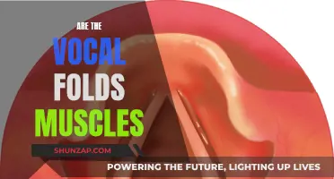 Vocal Folds: Muscles or Not?