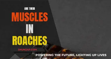Cockroaches: Muscular Insects or Not?