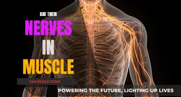 Muscle Tissue and Nerves: What's the Connection?