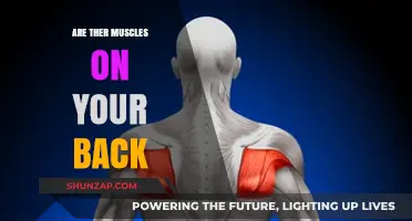 Unveiling the Hidden Strength: Exploring the Muscles of Your Back