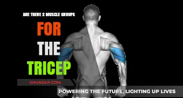 Debunking Tricep Myths: Understanding Its Muscle Groups and Functions