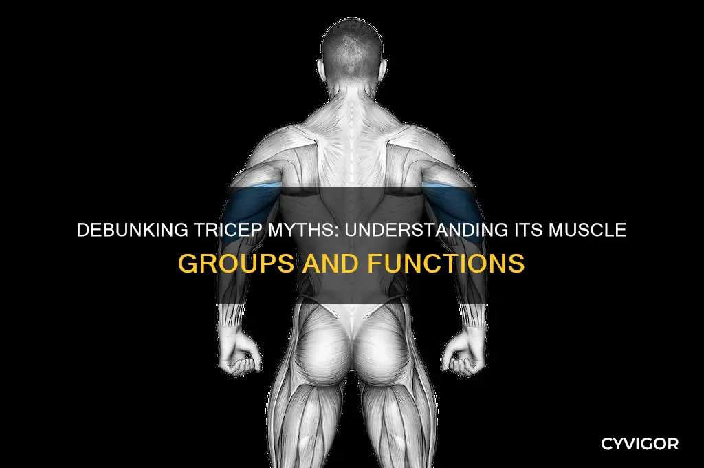 are there 2 muscle groups for the tricep