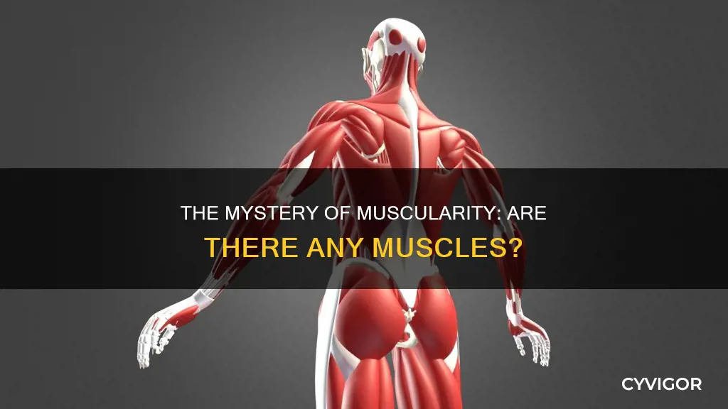 are there any muscle