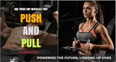 Muscles in Motion: Understanding Their Push and Pull Functions