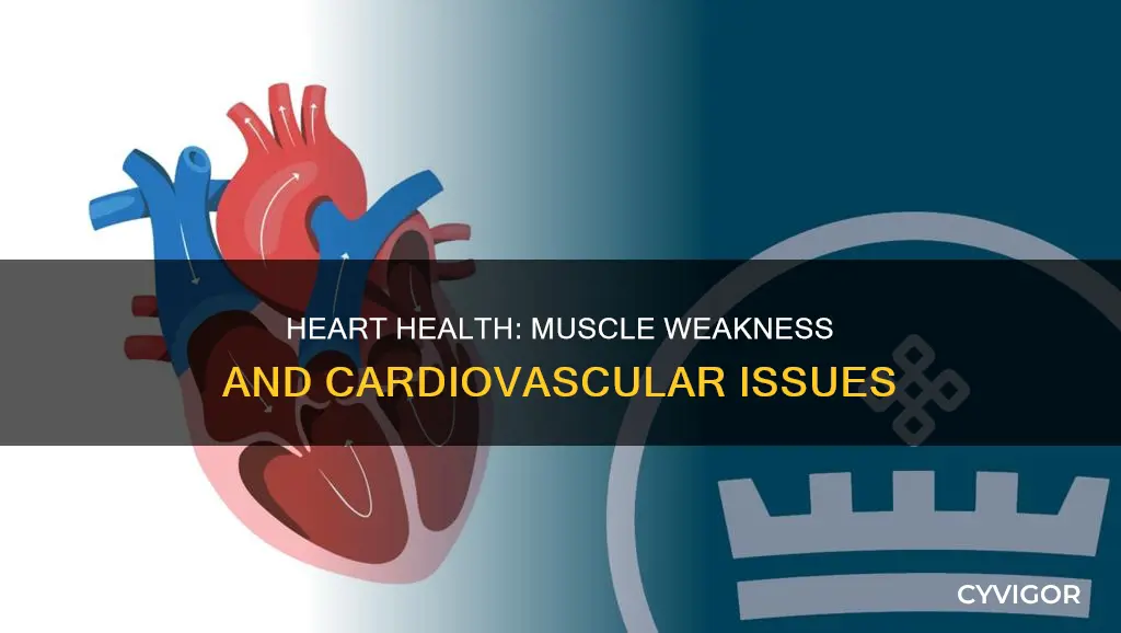 are there cardiovascular issues that could cause muscle weakness