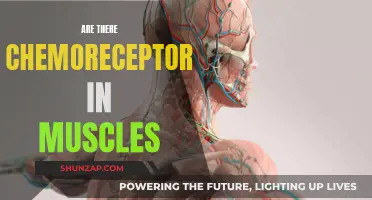 Chemoreceptors in Muscles: What's the Deal?