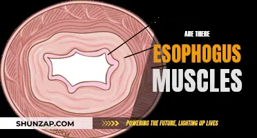 Esophagus Muscles: What You Need to Know