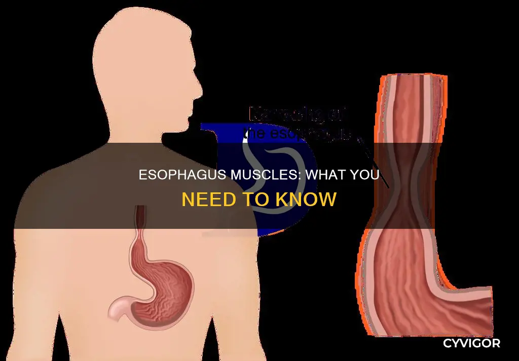 are there esophogus muscles
