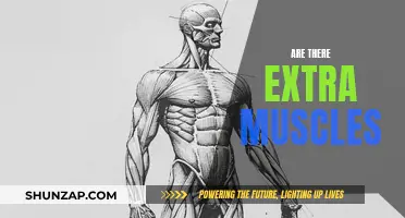 The Mystery of Extra Muscles: Unveiling the Unknown