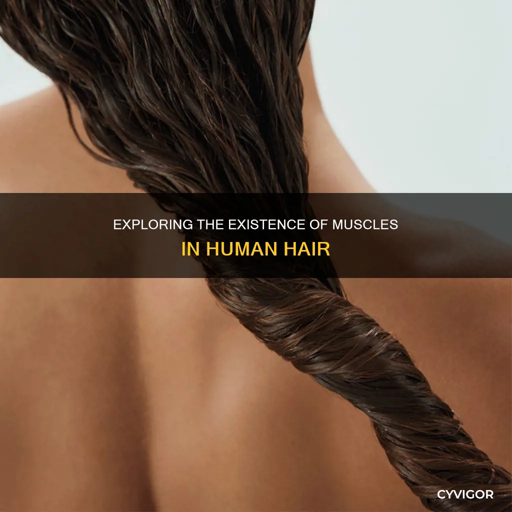 are there hair muscles