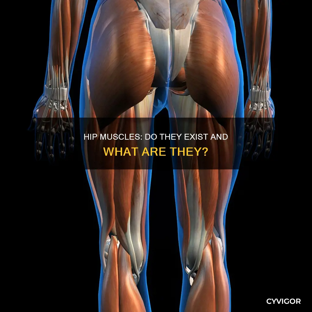 are there hip muscles