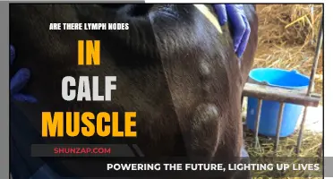 Exploring Calf Anatomy: The Presence and Role of Lymph Nodes