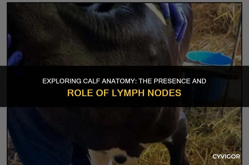 are there lymph nodes in calf muscle
