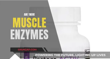Muscle Enzymes: What Are They and What Do They Do?