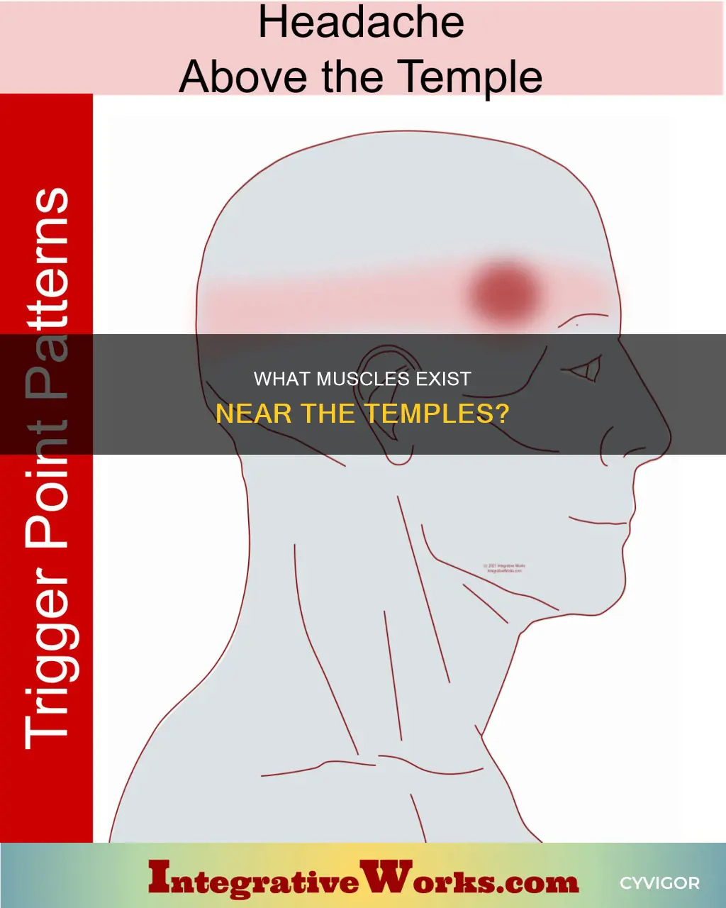 are there muscles above temples