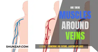 Veins and Muscles: What's the Connection?