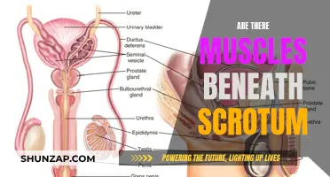 What Muscles Are Found Under the Scrotum?