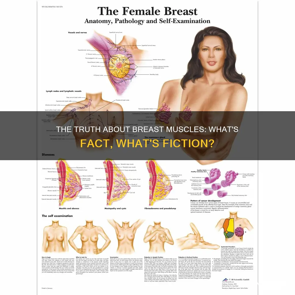 are there muscles in boobs