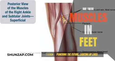 The Muscular Makeup of Our Feet: A Deep Dive