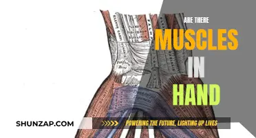 Hand Muscles: What Are They and Where?