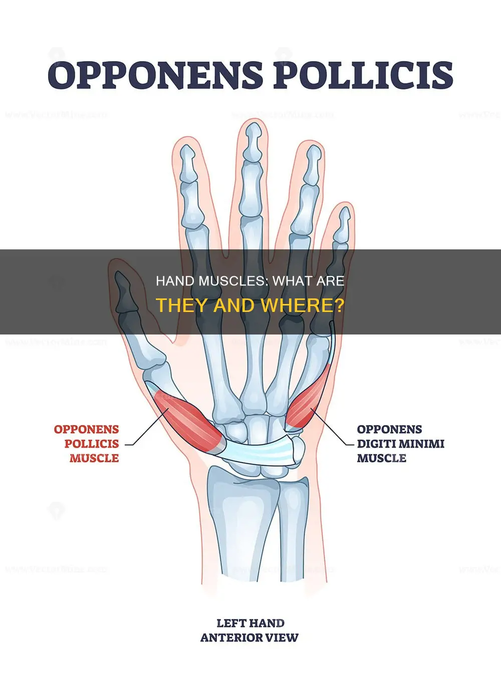 are there muscles in hand