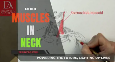 Neck Muscles: Their Existence and Significance