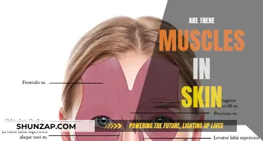 The Skin's Muscles: Fact or Fiction?