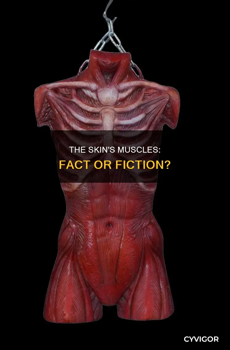 are there muscles in skin