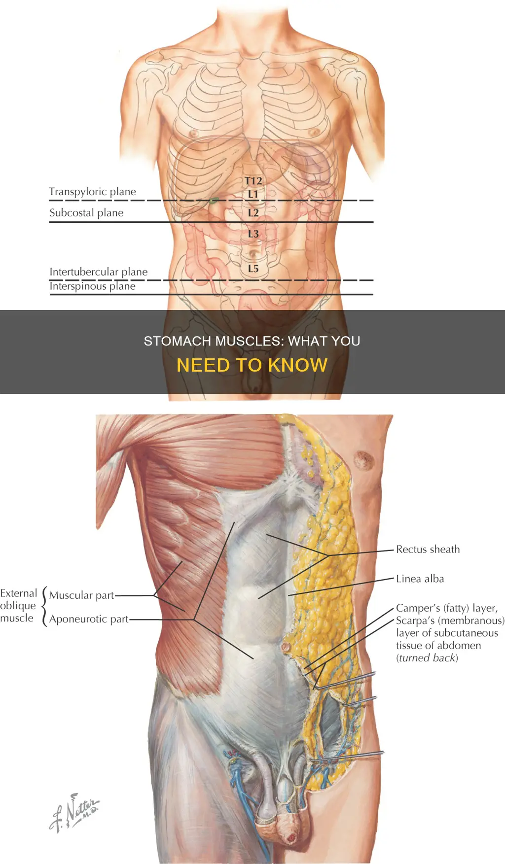 are there muscles in stomach