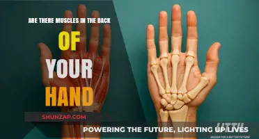 Exploring Hand Anatomy: The Hidden Muscles in Your Palm