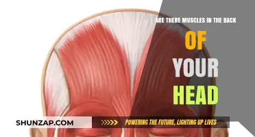 Exploring the Anatomy: Muscles at the Back of Your Head