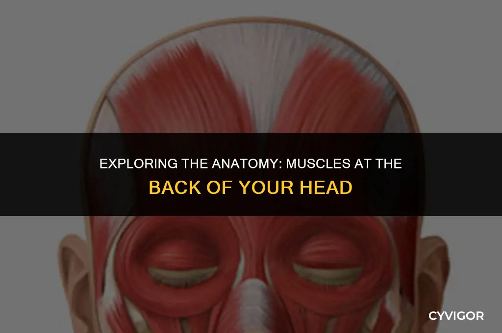 are there muscles in the back of your head
