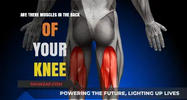 Exploring the Hidden Muscles Behind Your Knee: A Comprehensive Guide