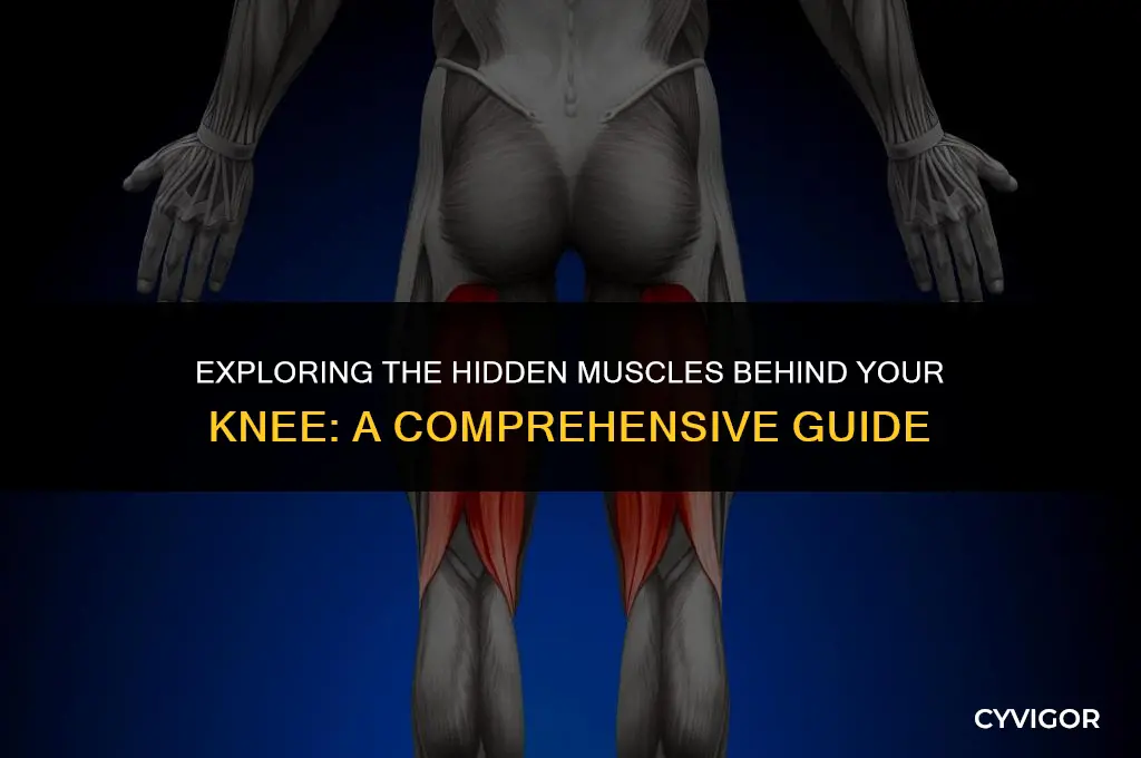 are there muscles in the back of your knee